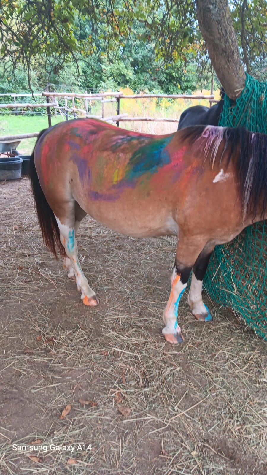 Kinder striegeln ein Pony
