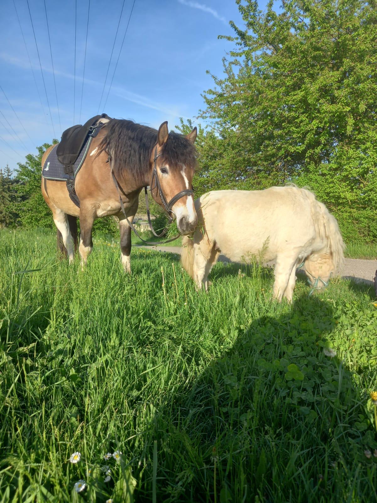 Pferd und Pony grasen gemeinsam