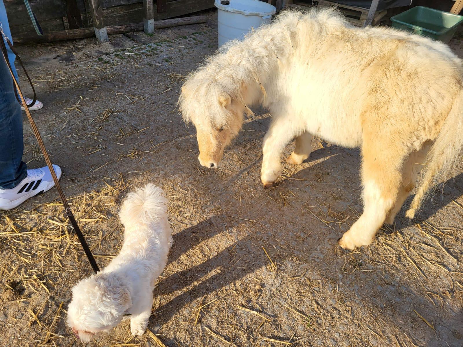 Pony begegnet kleinem Hund
