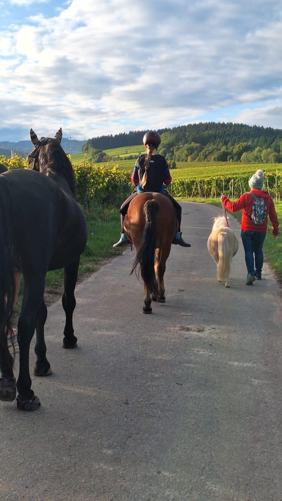 Ausritt durch die Weinberge mit Pony
