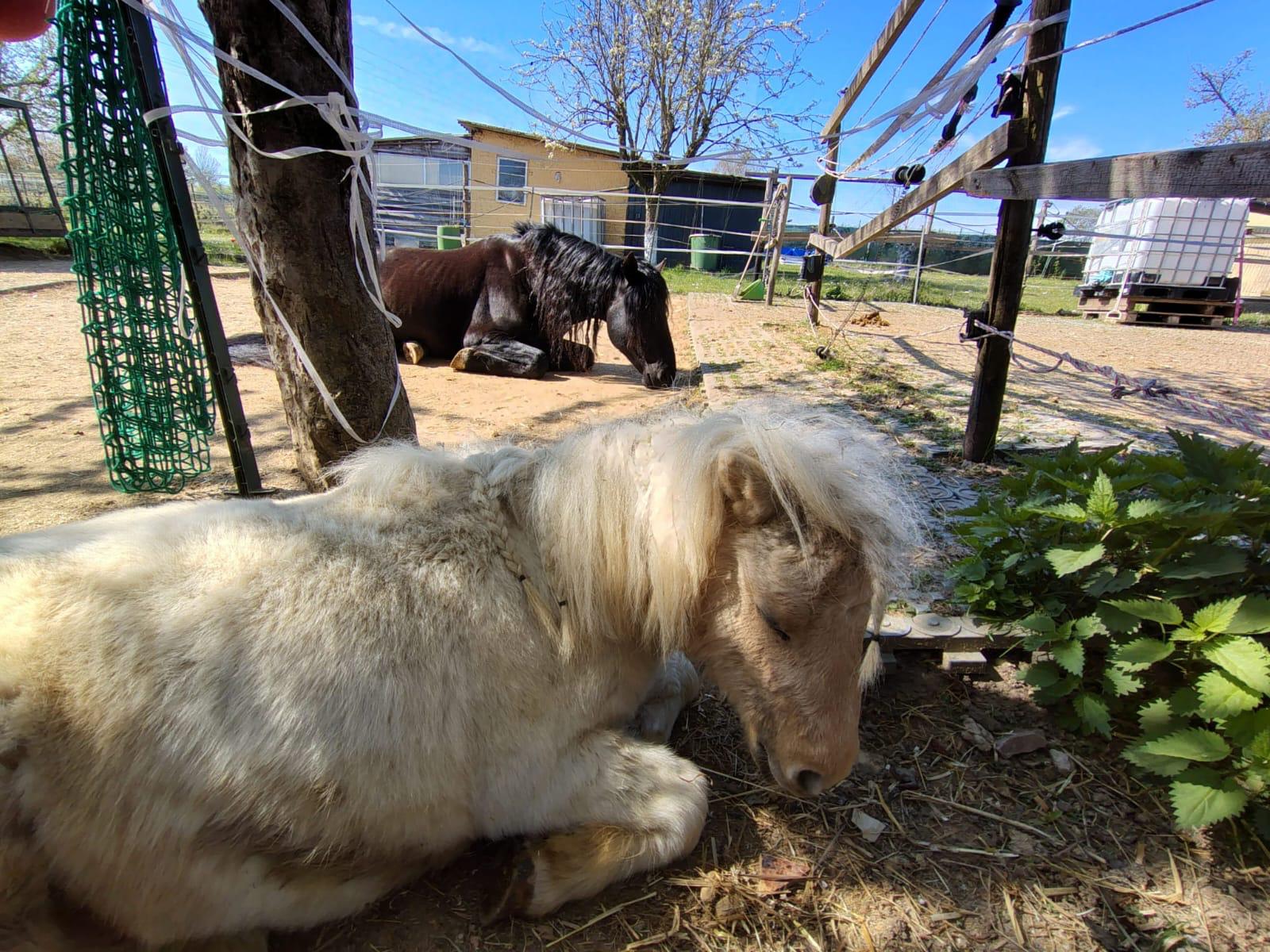 Ruhende Ponys im Schatten